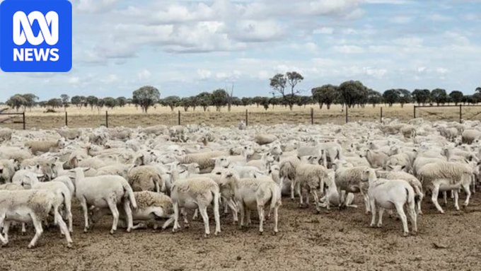 a flock of white sheep in a field in rural queensland