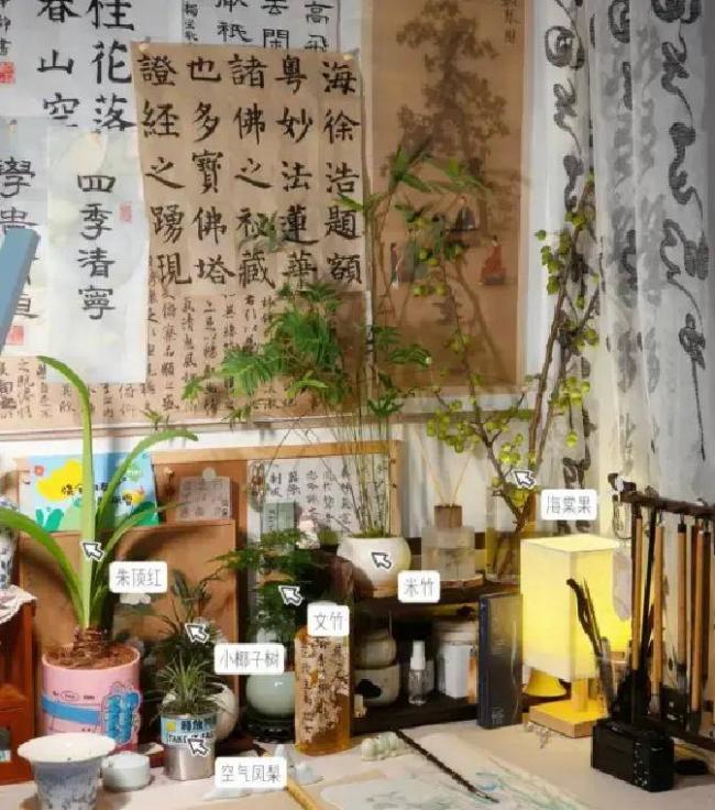 “阴花不能进阳宅”,这5种花不能放在家里 “阴花不能进阳宅”,这5种花不能放在家里